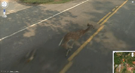 Biche renversée dans Google Street view
